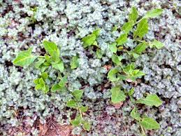 Watch for signs of this vine, and remove it as quickly as possible. 7 Natural Ways To Control Bindweed