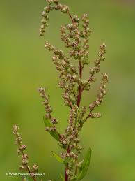 Image result for Persicaria decipiens