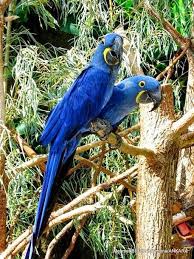 Mavi Sumbul Papagani Pet Birds Animals Parrot
