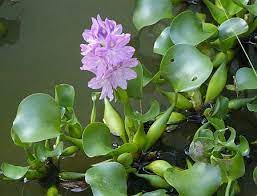Pin Su Garden