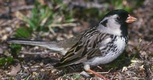 Sparrow Birds Of Colorado Identification Harris S Sparrow Colorado Ornithology Sparrow Birds
