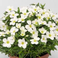 Image result for Entada arenaria