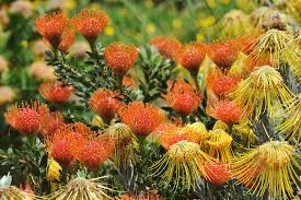 Image result for Protea angolensis