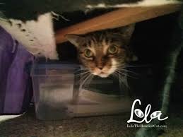 If you've adopted a shy cat, we recommend removing large items of furniture from the room, such as beds and dressers. Selfie Sunday My Hiding Spot Is Spoiled Lola The Rescued Cat