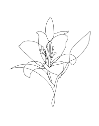 Lily Floral Sketch Clipart Png Digital Design Download Sublimation Graphics Png Continuous Flower Illustration Lalis Arts Line Art Tattoos Line Art Flowers Flower Line Drawings