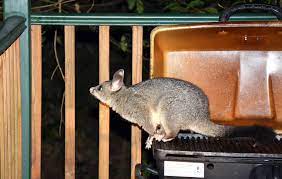 Pests are everywhere, and having a few in your home is pretty much inevitable. Warning Signs Of Pest Infestations To Look Out For While House Hunting Homely
