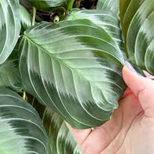 Image result for maranta