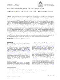 Image result for Megalochlamys revoluta