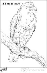 Hawk Coloring Pages Minister Coloring Coloring Pages Tinkerbell Coloring Pages Baseball Coloring Pages