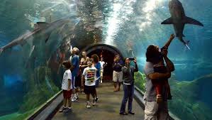 The Adventure Aquarium Camden Nj Travel Usa Burlington County Shark Fest