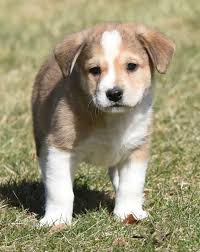 Yellow Lab Jack Russell Terrier Beagle Puppies Russell Puppies Beagle X  Jack Russell For Sale Terrier