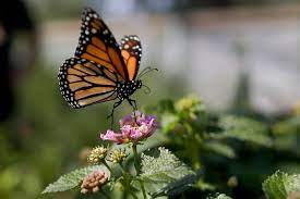 Check spelling or type a new query. Monarch Butterfly Population Moves Closer To Extinction