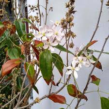Clematis armandii (also called armand clematis or evergreen clematis) is a flowering climbing plant of the genus clematis. Clematis Armandii