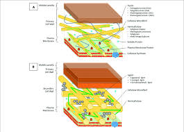 Cell wall composition varies depending on the organism. Structure And Composition Of The Primary And Secondary Cell Wall Of Download Scientific Diagram