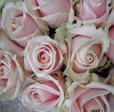 Pin By Sherry Hagen On Vintage Rose Wedding Ideas Pale Pink Roses Beautiful Flowers Wholesale Flowers