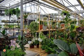 karima runt een verborgen parel de nieuwe niet zomaar een plantenwinkel in de botanische tuinen indebuurt utrecht botanische tuinen tuin utrecht tuin