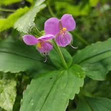 Image result for Tinnea galpinii