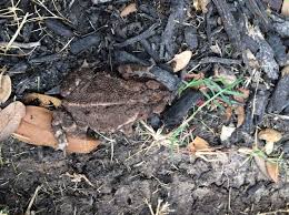 Maybe you would like to learn more about one of these? How Do You Keep Toads Out Of Your Flower Pots Hometalk