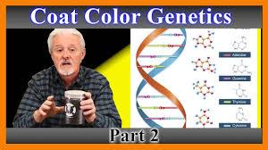 4th idhw posters 4th idhw post meeting resources. French Bulldog Coat Color Genetics Explained 201 Youtube