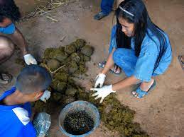No 1 Most Expensive Coffee Comes From Elephant S No 2 The Salt Npr