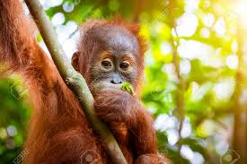 Show the following clips from wild indonesia featuring animals in indonesia, some if which are only found in indonesia. Animals In Wild Orangutan Cute Baby In Tropical Rainforest Relaxing On Trees And Looks Around Against Green Jungles And Shining Sun On Background Endangered Species In Nature Sumatra Indonesia Stock Photo Picture