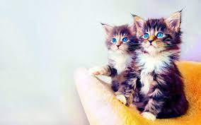 two cute little cats cat wallpaper cute cat wallpaper cute wallpapers cat