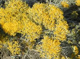 Image result for Nesaea ramosa