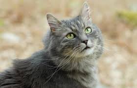 A wide variety of grey cat eye options are available to you, such as fashion sunglasses, cat eye, and slim. 13 Gorgeous Grey Cat Breeds Lovetoknow