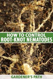 May 06, 2021 · commit to nematodes if necessary. How To Control Root Knot Nematodes In Your Garden Gardener S Path