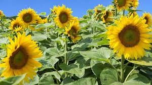 Sep 10, 2020 · celebrate sunflower season with a trip to the prettiest sunflower fields, mazes, and farms near you. 15 Amazing Sunflower Fields In Texas That Texas Couple