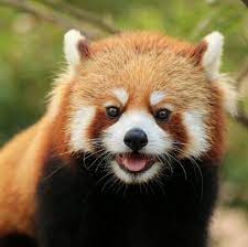 Please Follow Iloveredpandas Jazz Kun Redpanda Panda Cutebear Bear Animal Firefox Panda Pandabear Cute Animals Baby Animals Red Panda Cute