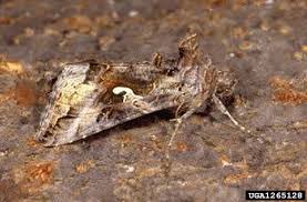 Image result for Autographa gamma
