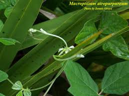 Image result for Macroptilium atropurpureum
