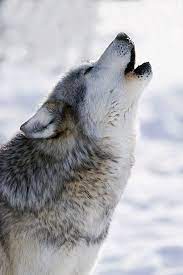 Beautiful Wolf Howl Wolf Howling Wolf Dog Grey Wolf