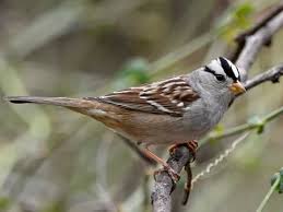 However, don't look at their size, there is an unimaginable amount of folklore associated with this bird. White Crowned Sparrow Identification All About Birds Cornell Lab Of Ornithology