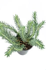 Image result for Euphorbia williamsonii