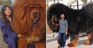 i samaya bolshaya sobaki tibetskij mastif