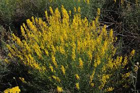 Image result for Dichilus