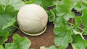 Maybe you would like to learn more about one of these? How To Tell When Melons Are Ripe Gardener S Supply