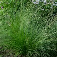 Image result for Sporobolus festivus