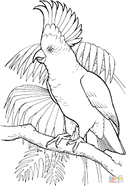 Children love to bird coloring pages are big bird coloring pages, parrot. Sulfur Crested Cockatoo Bird Drawings Bird Coloring Pages Animal Coloring Pages