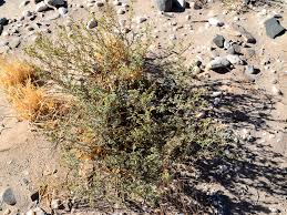 Image result for Euploca ovalifolia