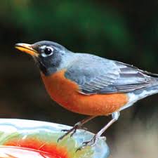 Native to northwest and eastern africa; Orange Black Minnesota Birds All Seasons Wild Bird Store