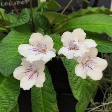 Image result for Streptocarpus montis-bingae