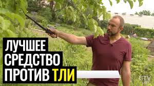 как избавиться от тли на вишне во время плодоношения Tlya Kak Navsegda Izbavitsya Ot Tli Na Derevyah I Drugih Rasteniyah Sovetuet Ivan Russkih Youtube