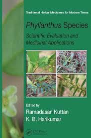 Image result for Phyllanthus odontadenius