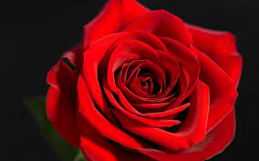 Red and pink roses flowers wallpaper 3. Free Download Red Rose Wallpapers For Desktop Red Rose Wallpapers Download 1920x1200 For Your Desktop Mobile Tablet Explore 49 Red Rose Wallpaper Free Download Free Roses Wallpaper Download Live