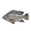 Banyak sekali orang yang tertarik dengan ikan ini baik untuk dikonsumsi ataupun sebagai lahan bisnis. 1
