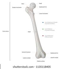 He leg's main function in the human is for locomotion and support of the rest of the body. Infographic Diagram Human Femur Bone Leg Stock Illustration 1135118405
