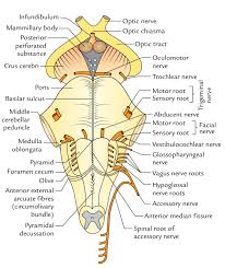 The brainstem nuclei are the nuclei in the brainstem. Easy Notes On Brainstem Learn In Just 4 Minutes Earth S Lab